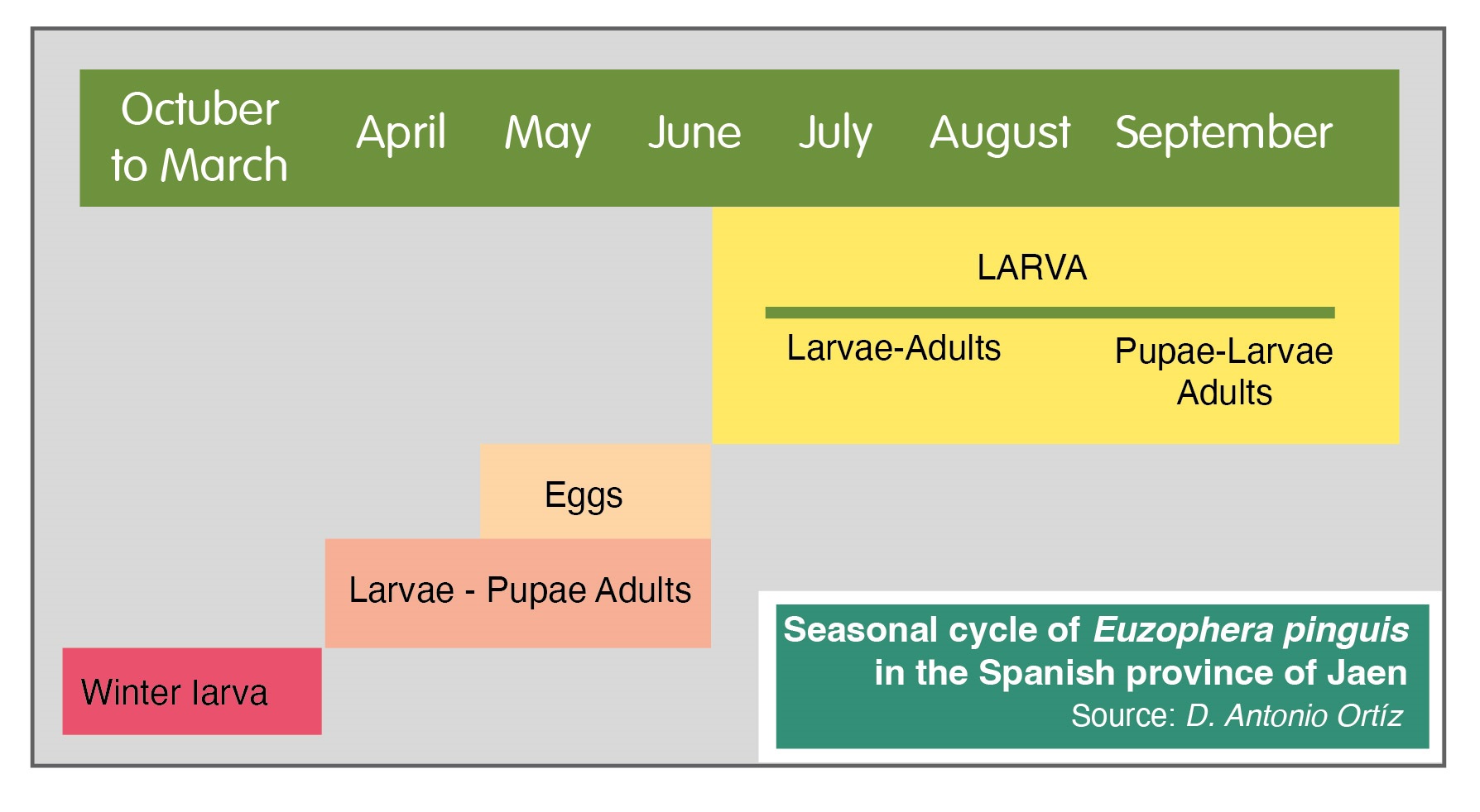 Ciclo Estacional de Euzophera pinguis en la provincia de Jaén